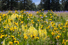 Load image into Gallery viewer, Debbie Lind; D. Lind, PhotoArtisan