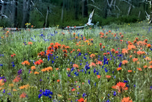 Load image into Gallery viewer, Debbie Lind; D. Lind, PhotoArtisan