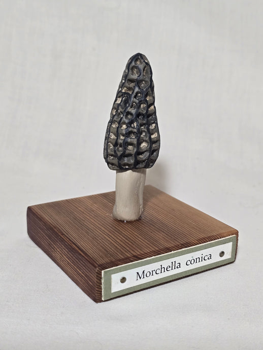 Morel Statue